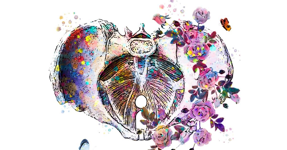 colorful pelvis illustration
